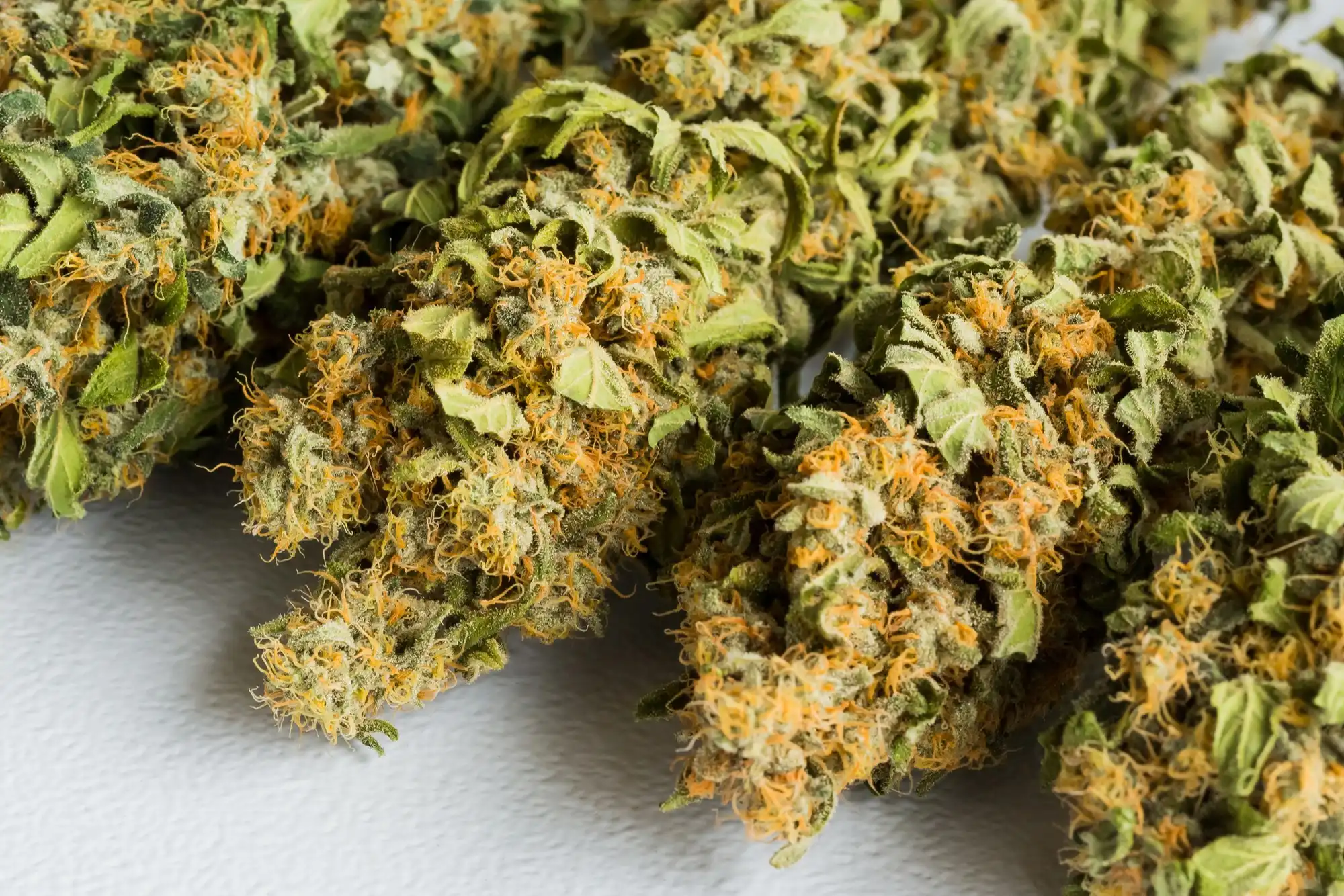 cannabis dispensary